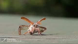 Wildlife with Panasonic GH6 test Cockchafer beetle take off filmed in slow motion at 300FPS [upl. by Ogirdor648]