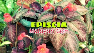 EPISCIA quotMALAYAN GEMquot FLAME VIOLET HANGING PLANT [upl. by Yevrah]