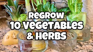 10 Vegetables You Can Regrow from Kitchen Scraps  Get FREE SEEDS [upl. by Coryden]