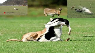 Coursing Dogs Chasing Wild Hare  Rabbit Race  Greyhound Vs Hare  Speed Dog  Dogs Race [upl. by Spaulding]