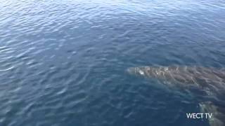 Great White Shark Approaches Boat off North Carolina Coast [upl. by Enirual]