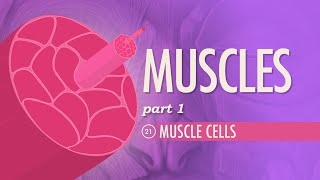 Muscles Part 1  Muscle Cells Crash Course Anatomy amp Physiology 21 [upl. by Adelle]