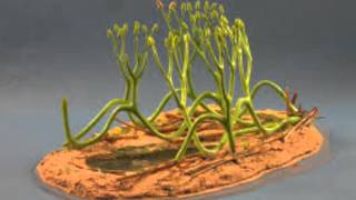 Arbuscular Mycorrhizal Fungi [upl. by Breech]