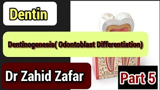 Part5 Dentin Dentinogenesis odontoblasts differentiationtencate dentin dentionogenesis [upl. by Dinin]