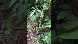 Amorphophallus scaber the native range of this species is Vietnam blossom2grow plants garden [upl. by Wynne]