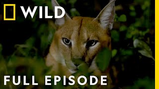 African Savanna The Fight for Survival Full Episode  Dead by Dawn [upl. by Blankenship]