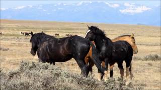 Wild Stallions fighting 2 [upl. by Scarface203]