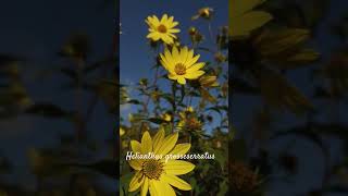 Funny helianthus grosseserratus or sawtooth sunflower shorts herbarium [upl. by Marilyn]