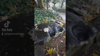 The Hoof Prints of Cromwells Horse in Loughkent Tipperary [upl. by Nivac]