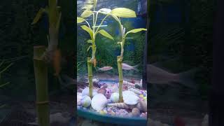 Aquarium  decoration ideas  live plants  underwater aquarium liveplants underwater [upl. by Emiatej]