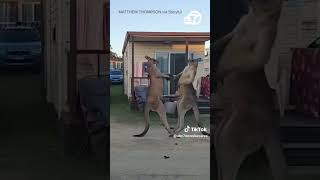 Kangaroos go headtohead at Australian mobile home park [upl. by Gnilrits]