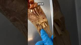 Jalando del tendon de un pulgar real anatomia cuerpo curiosidades magia cuerpohumano ciencia [upl. by Enialb]