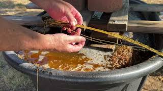 Flax Retting day 3 [upl. by Asaph]