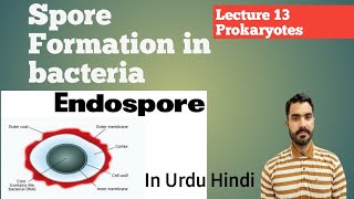 Spore formation in bacteria Endospore and Exospore Lec 13 Prokaryotes in Urdu Hindi By Dr AHadi [upl. by Neerhtak504]