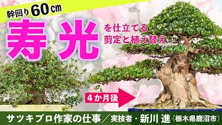 【皐月の樹作り】 太幹の寿光を仕立てる。剪定と植え替え 実技者／新川 進 [upl. by Wehhtam687]