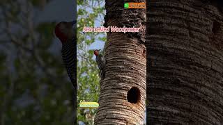 Cute Woodpecker Calls and Pecks🐤Redbellied Woodpecker [upl. by Lankton]