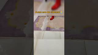 Carpet cleaningcarpet colour change like magic short trending carpet carpetcleaning asmr rug [upl. by Ennahgiel]