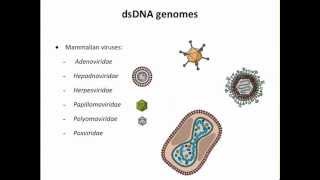 Virology 2013 Lecture 3  Genomes and genetics [upl. by Ahsiri]