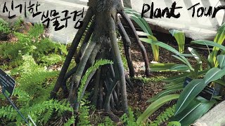 PlantTour한국에는 없는 식물들🇺🇸미국 식물원에 다 모아놨네 United States Botanic Garden [upl. by Junno]