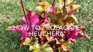 How to Propagate Heuchera How to Take Cuttings of Heuchera Plant Propagation [upl. by Fenwick267]