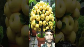 Fal ke paudha short fruit fruiting diy planting mango greening 🍎🍓🍏🍉🍒 Kundan Raj Vlogs [upl. by Eartnoed]