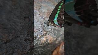 Have you ever seen a butterfly drink This is a Graphium sarpedon known as Blue Triangle Butterfly [upl. by Kerad566]