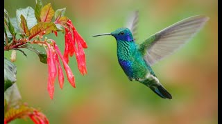 Hummingbird Sounds For 1 Hour [upl. by Dibri596]