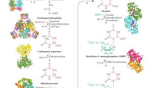 PYRIMIDINES NUCLEOTIDES [upl. by Karlen]