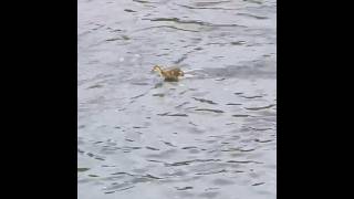 Full power duckling running on water [upl. by Chesna]