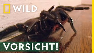 Das ist die giftigste Spinne der Welt  Mai mit Biss [upl. by Caldeira496]