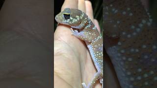 Australian Thick Tailed Barking Gecko cute gecko reptiles animals wildlife shorts [upl. by Bega134]