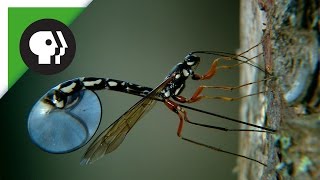 Wasp Deposits Parasitic Larvae Deep Inside Tree Trunk [upl. by Odlabu]