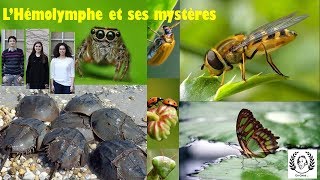 Lhémolymphe et ses mystères [upl. by Idnek]