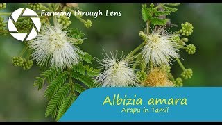 Albizia amara  Arappu அரப்பு [upl. by Anitsirt282]