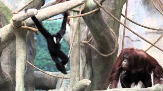 Gibbon and orangutan meet hang at Brookfield Zoo [upl. by Assereht]