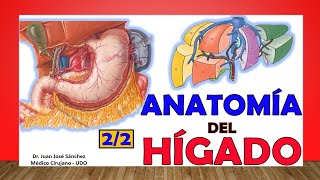 🥇 Anatomía del HÍGADO 22 Fácil y Sencillo [upl. by Airotna]