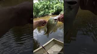 Crappie fishing with minnows and bobber [upl. by Laks550]