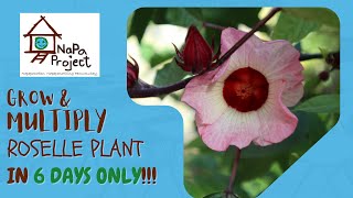 The Easiest way to Propagate Roselle plant in 6 days  Napa Project [upl. by Shore756]