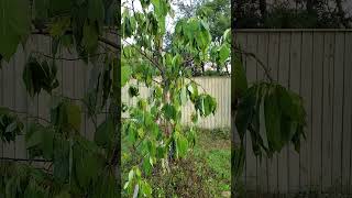 TurboVids  Avocado tree help after Hurricane Milton [upl. by Drawde]