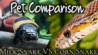 Pet Comparison Milk Snake VS Corn Snake [upl. by Anaerol]