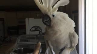 Funnier than Cockatoo Blanket Trick [upl. by Areehs]