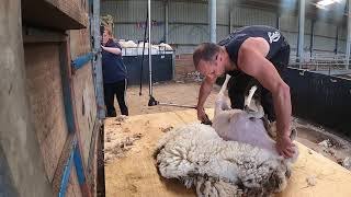 SHEEP SHEARING [upl. by Nettie]