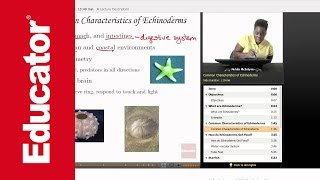 Life Science Echinoderms [upl. by Ceil3]