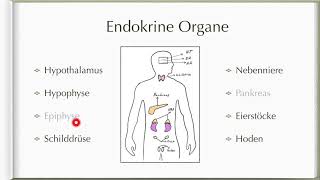 Einführung in das Hormonsystem  Einfach erklärt [upl. by Ahtoelc]