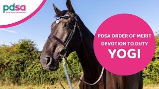 Military Working Horse Yogi has been awarded the PDSA Order of Merit Medal [upl. by Htessil374]