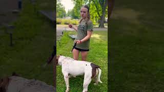 Show training Seven xlbully dogbreed shortsvideo [upl. by Ermentrude516]