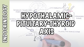 Hypothalamic Pituitary Thyroid Axis regulation TRH TSH thyroid hormones T3 and T4 [upl. by Anuala]