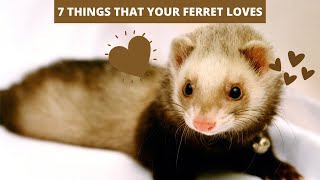 7 THINGS THAT FERRETS LOVE [upl. by Ahsurej378]