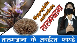 Talmakhana Health Benefits in Hindi  How to use Talmakhana [upl. by Nnov]