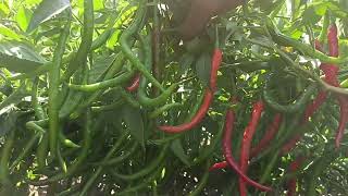 Syngenta chilli seeds  HPH 5531  Hot Pepper Variety  Best Quality Production [upl. by Lomax]